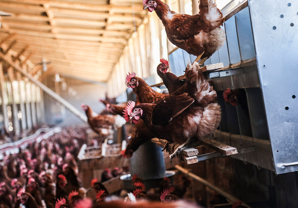 Fotos de Gallinas