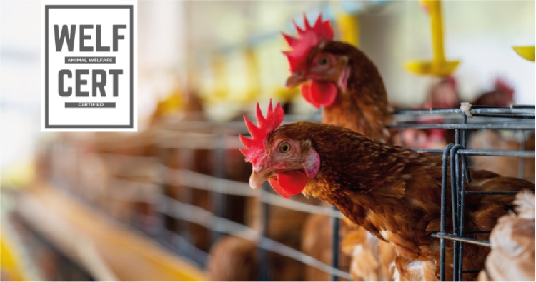 Avícolas de Grupo Proa mantienen certificación en bienestar animal con la máxima calificación