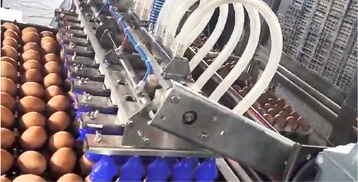 Av&iacute;cola Valle Central optimiza producci&oacute;n con moderno alimentador de huevos