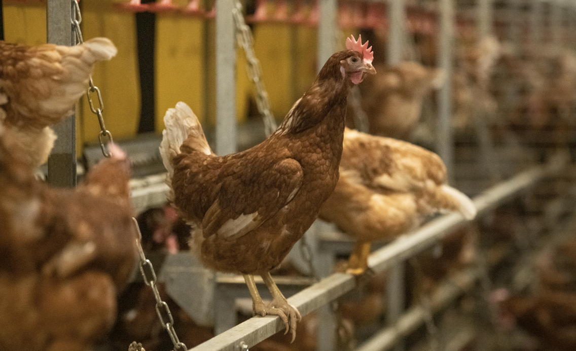 Conoce la dieta de nuestras gallinas ponedoras