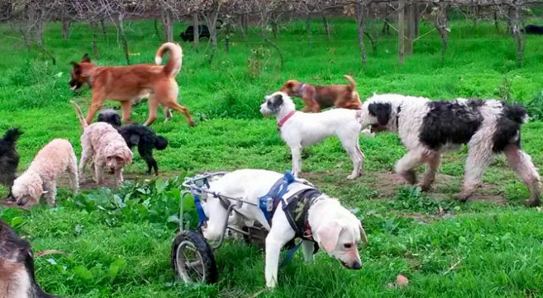 Champion Pet Care y Chile Mestizo: un compromiso con el bienestar animal