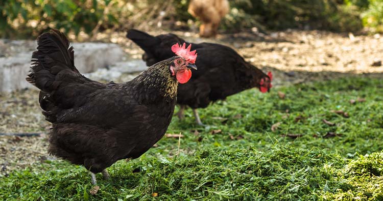 Chilehuevos e INDAP impulsan buenas pr&aacute;cticas av&iacute;colas en &Ntilde;uble