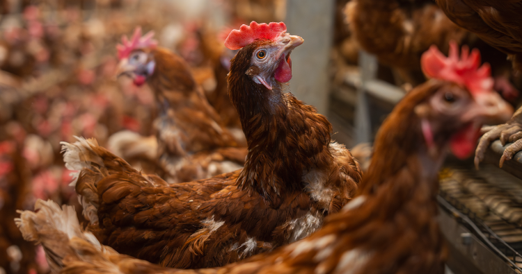 Certificados para cuidar lo que m&aacute;s importa: &iexcl;Bienestar animal garantizado!